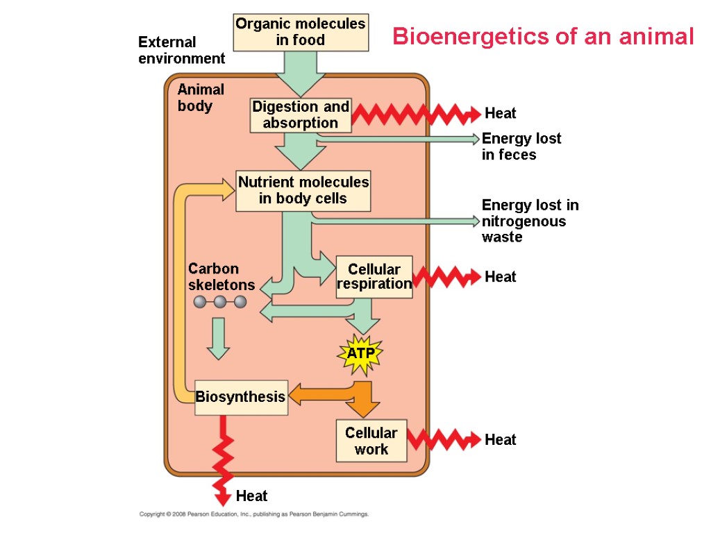 Bioenergetics of an animal Organic molecules in food External environment Animal body Digestion and